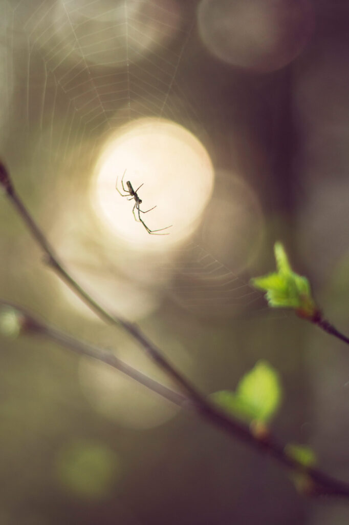 Miten hämähäkin seitti voi olla niin vahva? Tutkijat eivät ole vielä pystyneet selvittämään seitin salaisuutta.