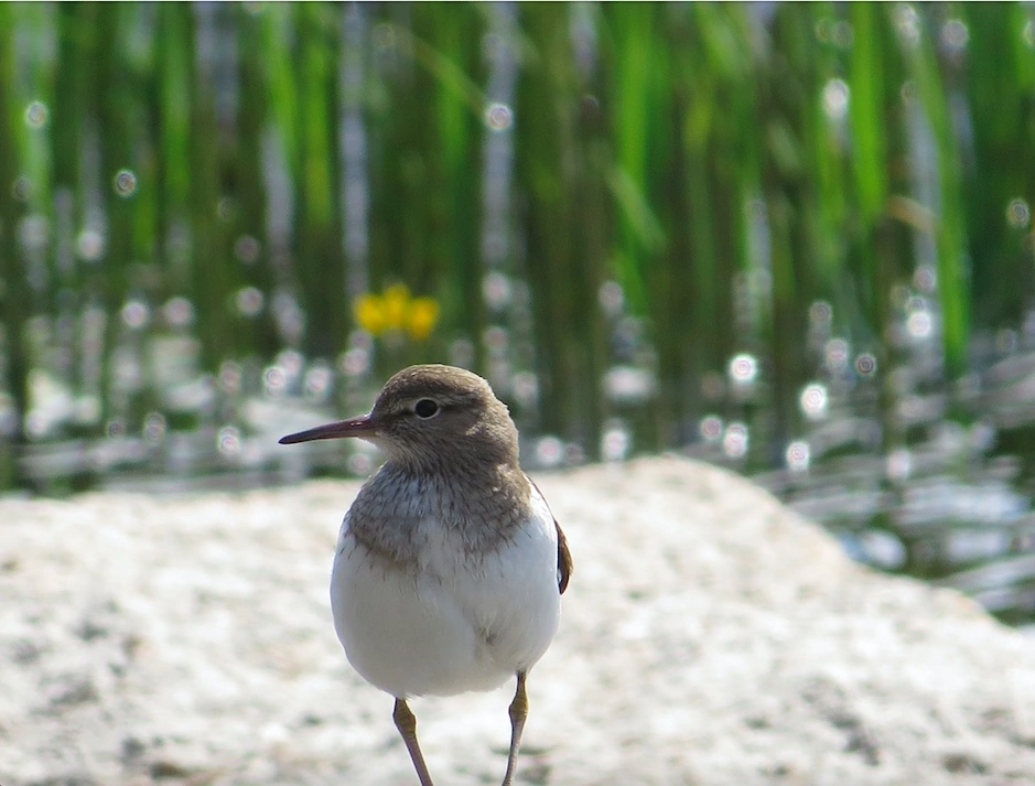 Elia, 13 v: ”Rantasipi – rantahuutaja"