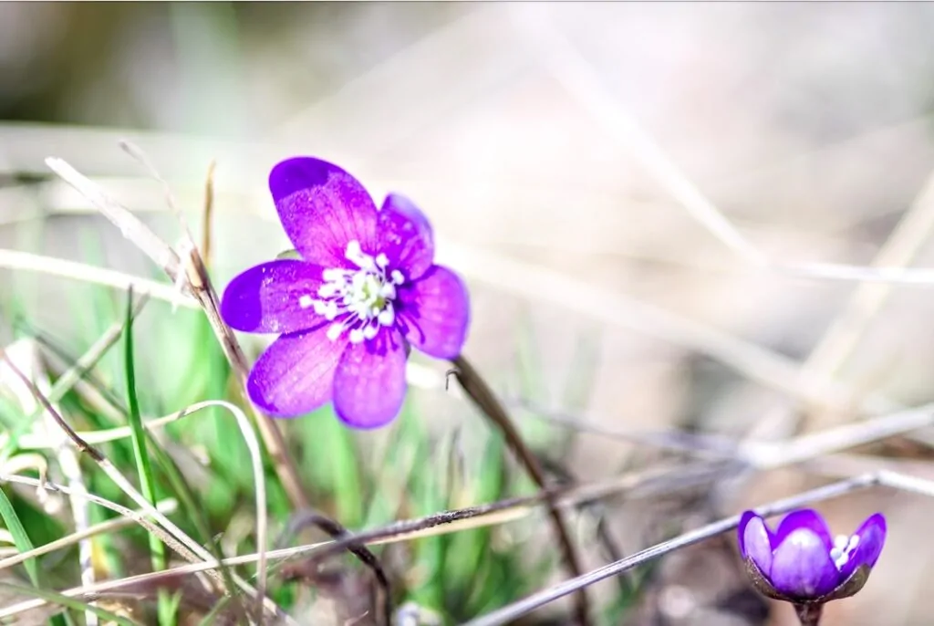 Peik., 9 v.: ”Sinivuokot”